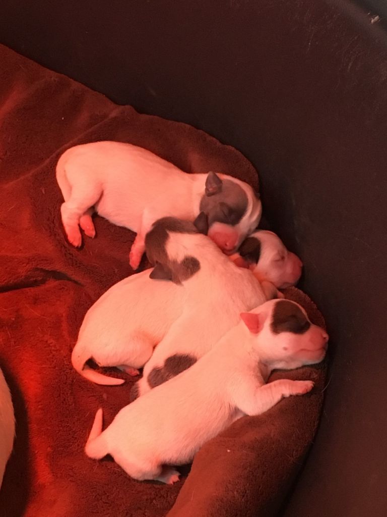 Du Clos Des Marcheurs Blancs - Jack Russell Terrier - Portée née le 02/08/2019